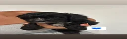 Cavapoo dogs for sale: F1 toy cavapoo  - Advert 10