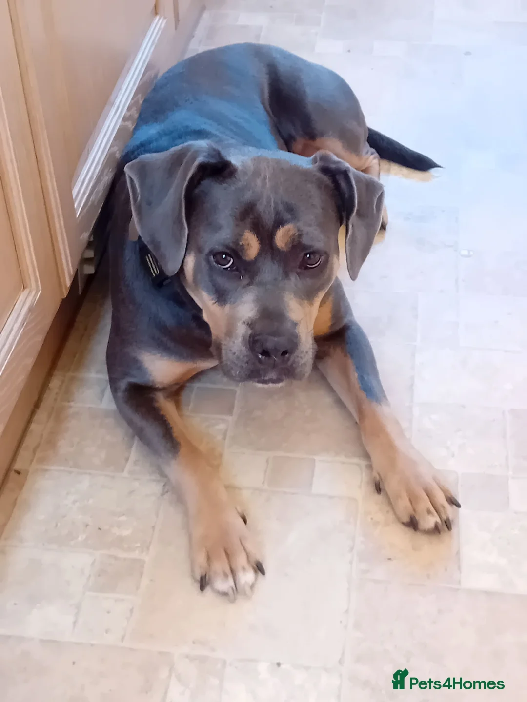 Mixed Breed dogs for adoption: Millie - Mixed Breed (29 kgs) for Adoption in Weston-super-Mare - Advert 7