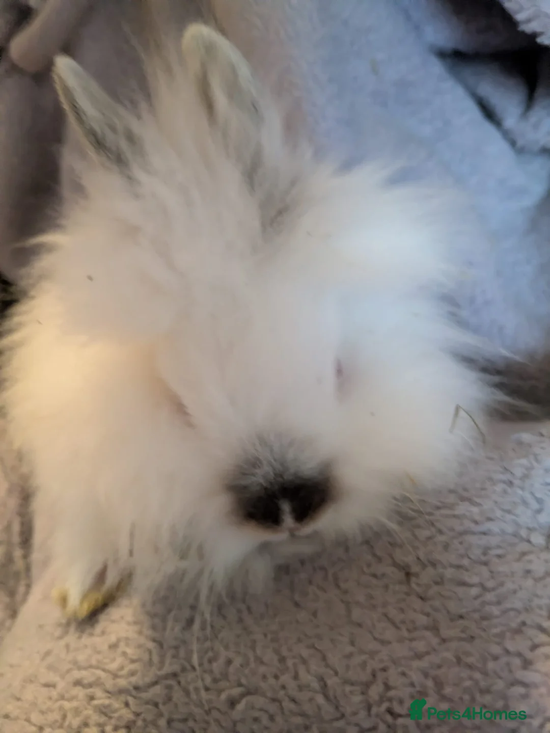 Lionhead rabbits for sale: Baby double main lionhead bunnies for sale  - Advert 13
