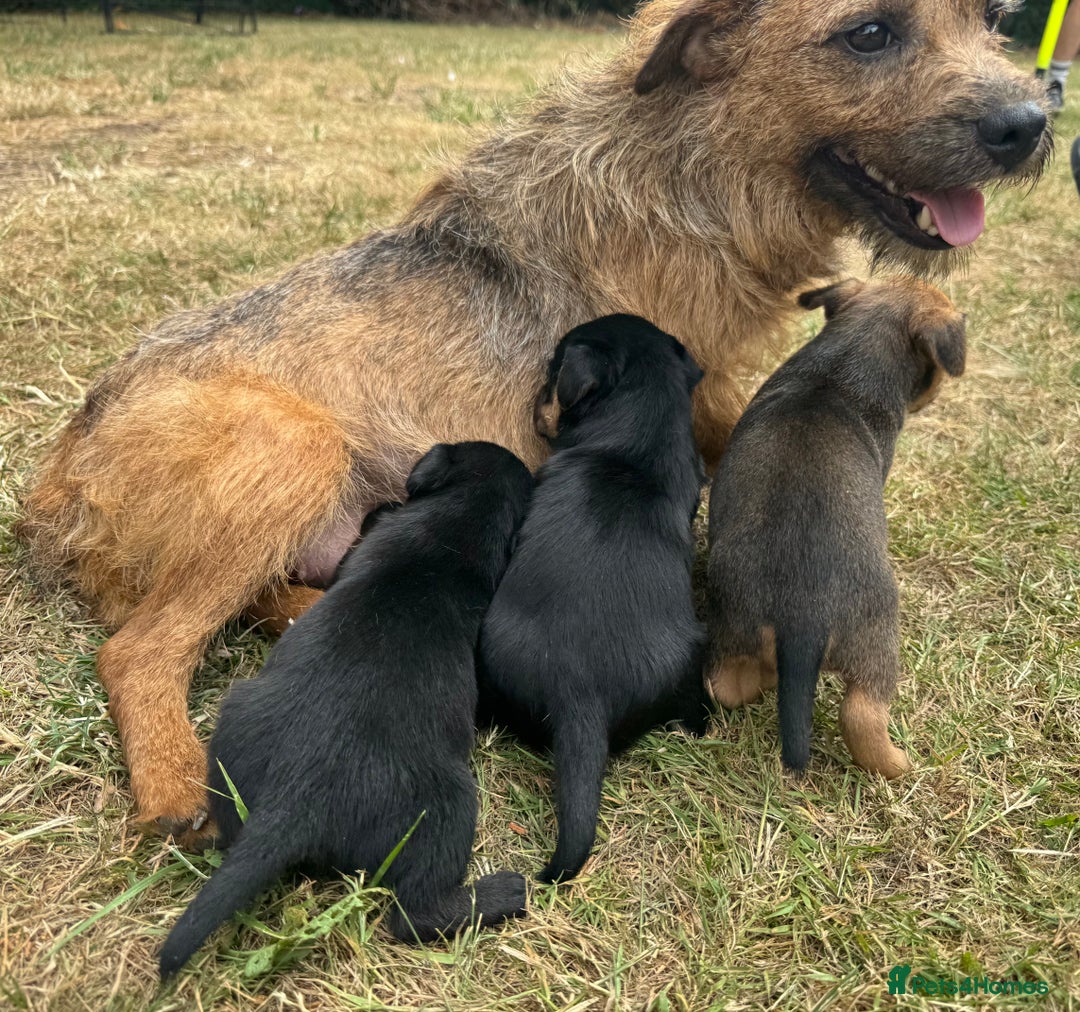 Jack Russell dogs for sale: Jack Russel terrier puppies for sale - Image 13