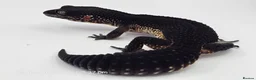 Leopard Gecko reptiles for sale: Pure Black Night Leopard Gecko - Advert 5