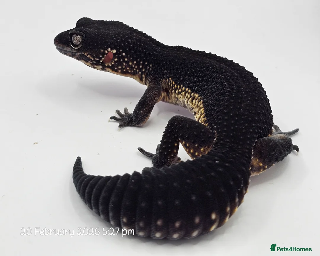 Leopard Gecko reptiles for sale: Pure Black Night Leopard Gecko - Advert 5