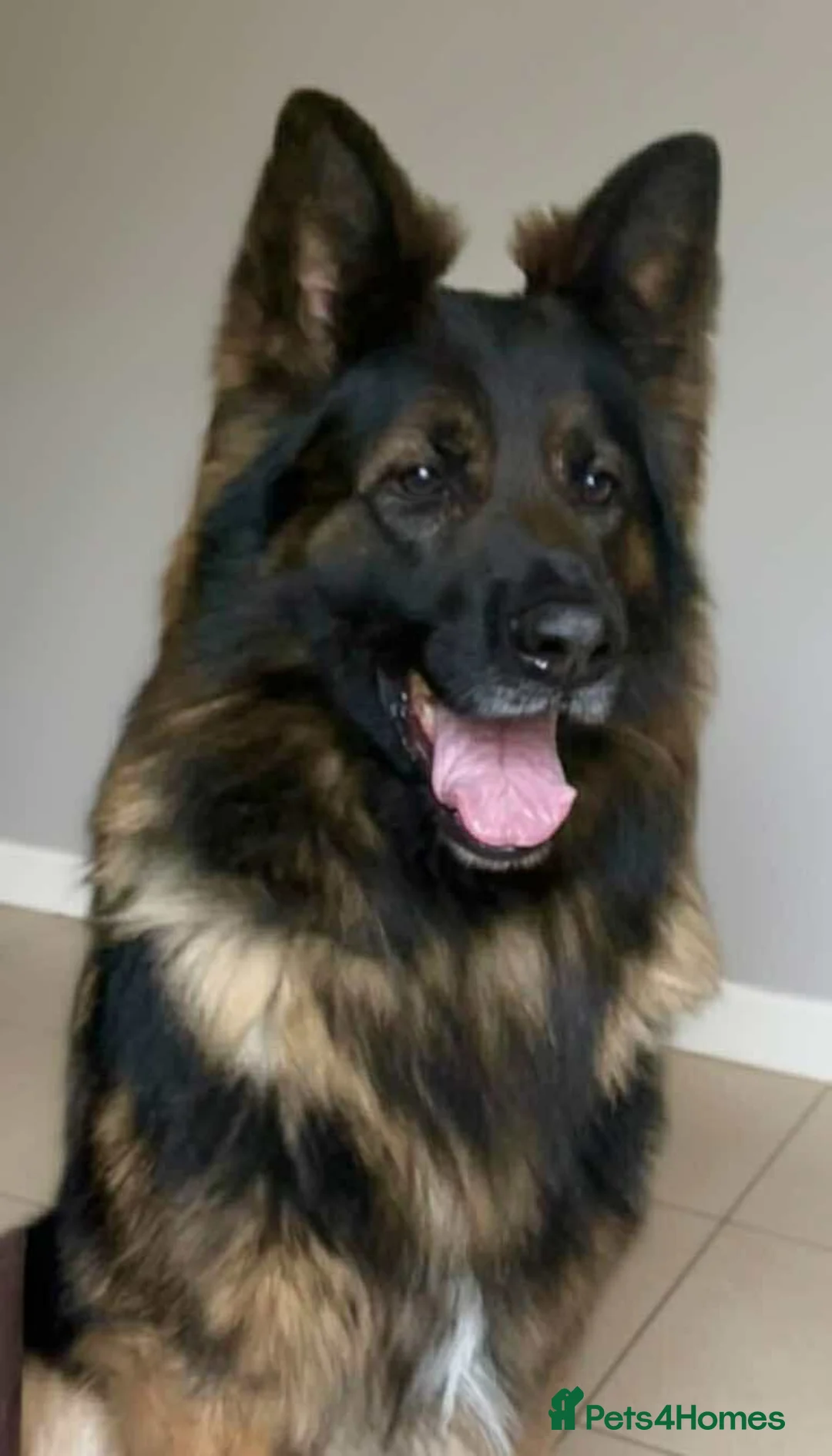 German Shepherd dogs for stud: Jerry Available At Stud Fully Health Tested Clear - Advert 2