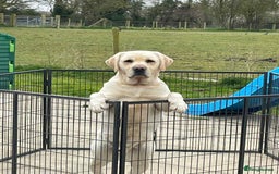 Labrador Retriever dogs for sale: READY NOW - Beautiful Show Type Labrador Puppies - Image 6