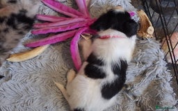 Mixed Breed dogs for sale: Papillon x collie - Image 6