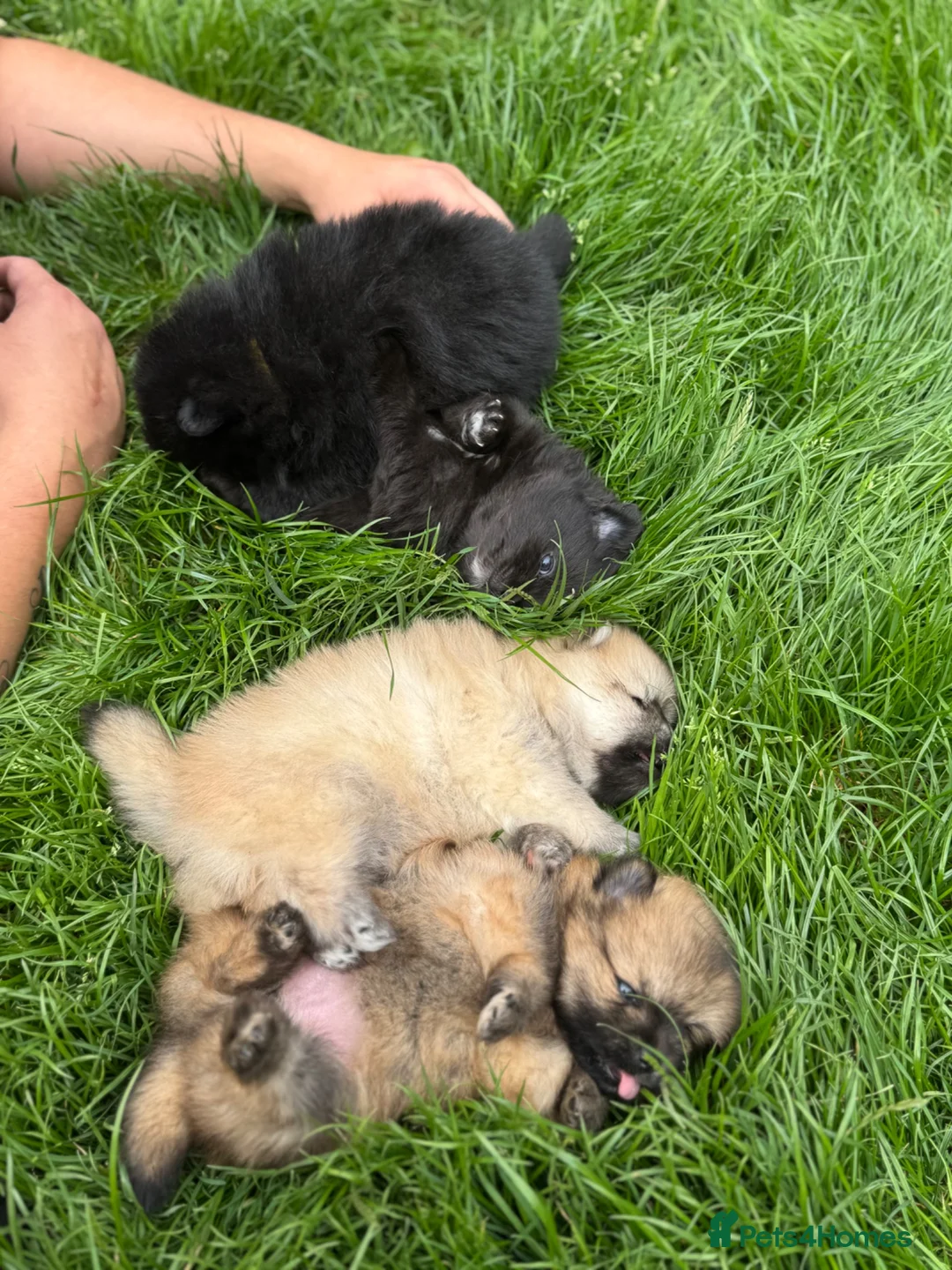Pomeranian dogs for sale: Beautiful & Chunky Pomeranian puppy's for sale - Advert 1