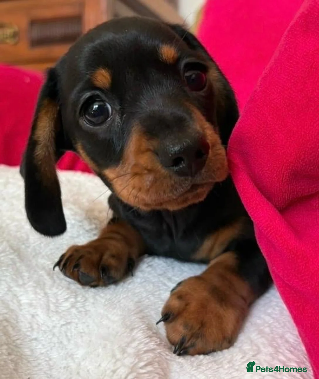 Miniature Dachshund dogs for sale: Litter of four Miniature Dachshunds - Advert 7