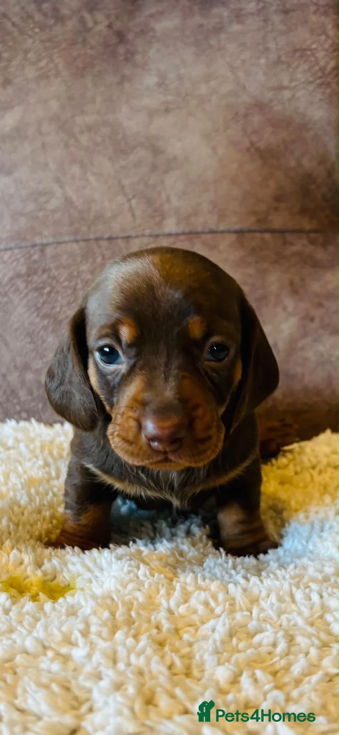 Miniature Dachshund dogs for sale: Stunning litter short hair mini dax  - Advert 16