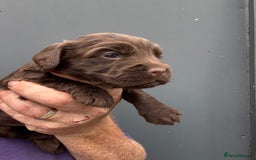 Cocker Spaniel dogs for sale: Cocker Spaniel Pups - Image 1