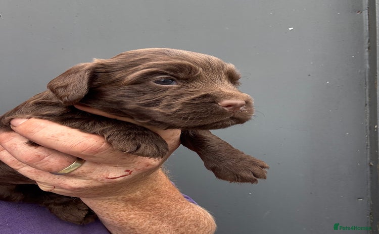 Cocker Spaniel dogs - Advert 3