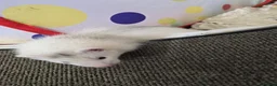 Ferret rodents for sale: Semi angora ferrets - Advert 3