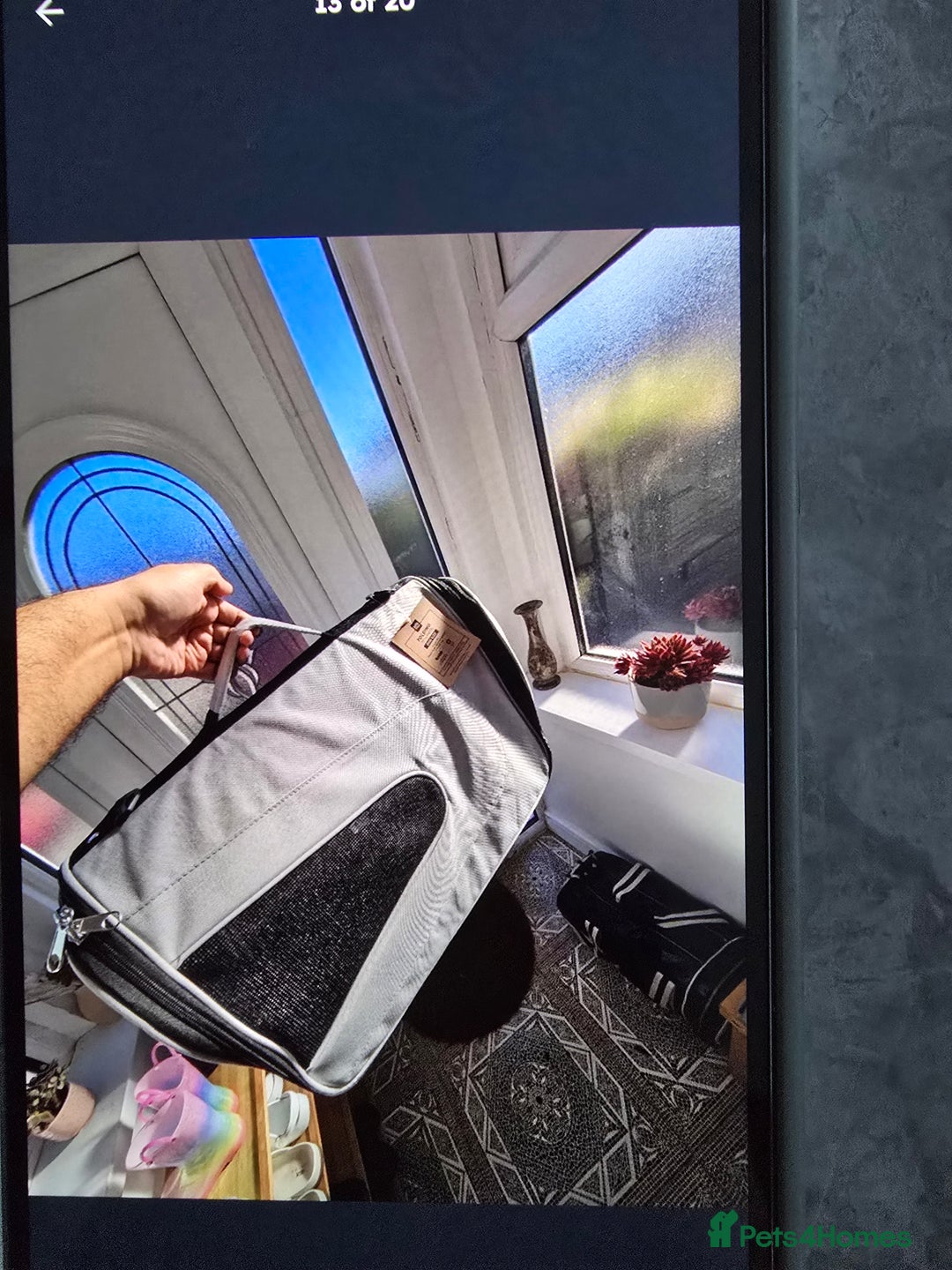 Mixed Breed cats for sale: Ginger kittens - Advert 14