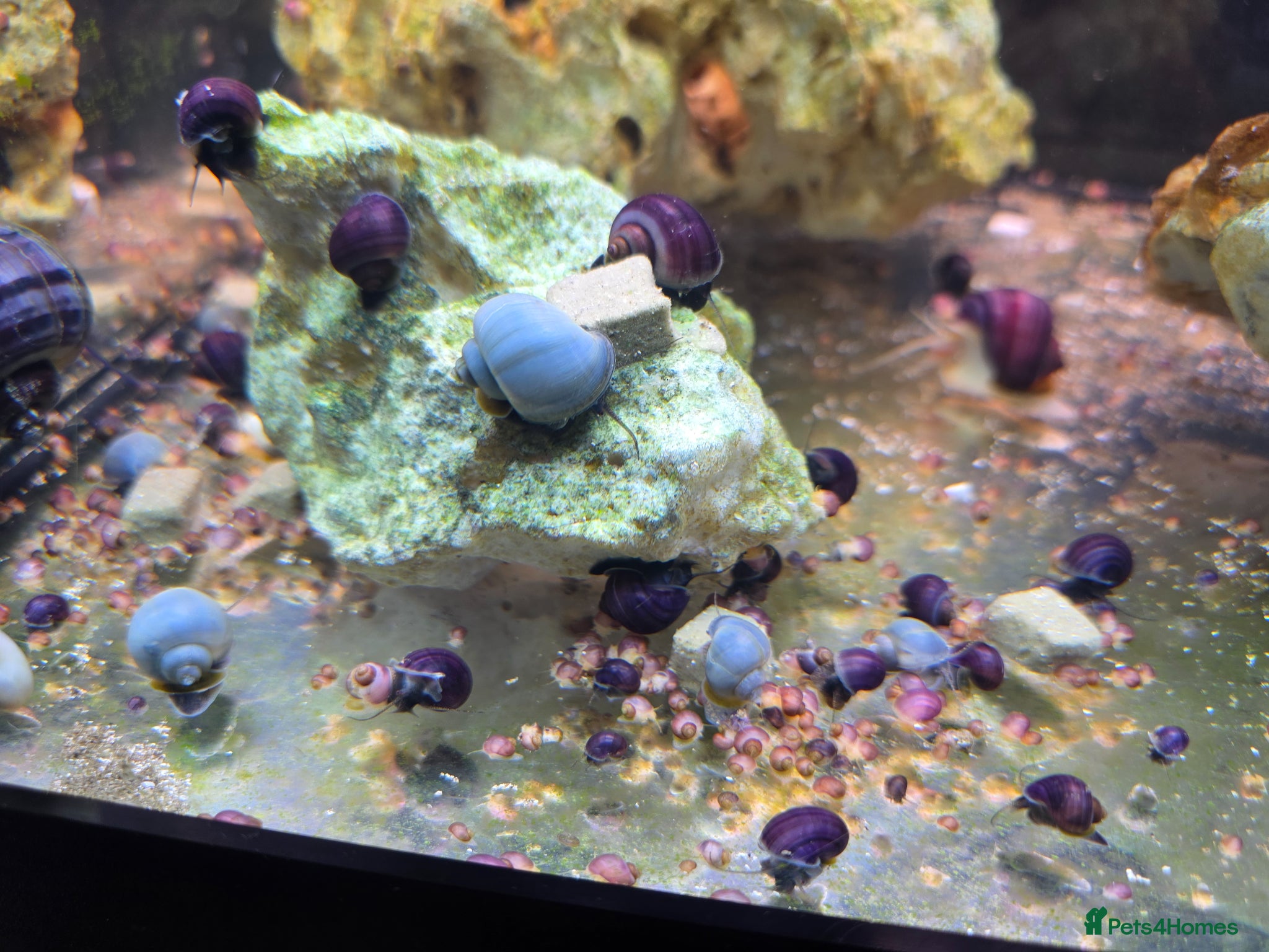 Snails invertebrates Purple Mystery Snails. Pomacea bridgesii  - Advert 12
