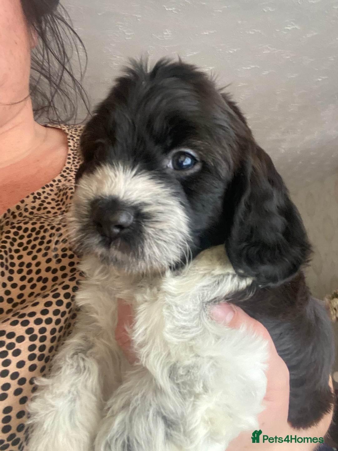 Cockapoo dogs for sale: F1 cockerpoos  - Image 9