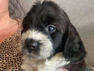 Cockapoo dogs - Advert 1