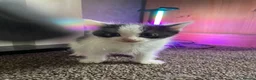 American Shorthair cats for sale: Beautiful Kittens Looking For Forever Home - Advert 7