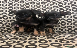 Russian Toy Terrier dogs for sale: Russian toy terrier puppies for sale - Image 3