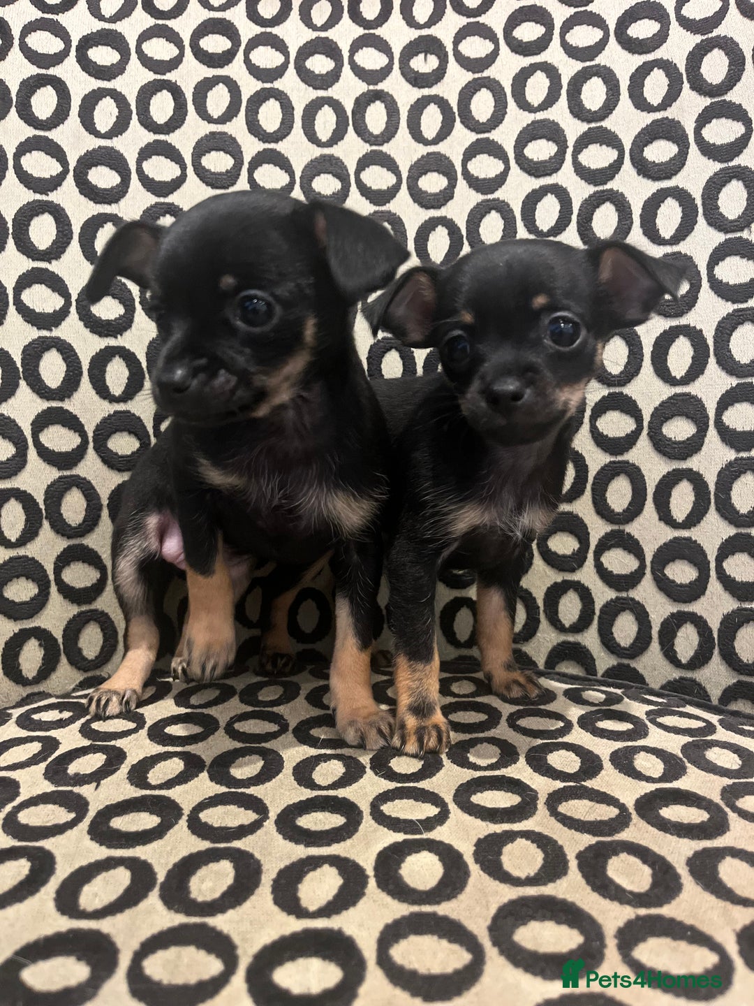Russian Toy Terrier dogs for sale: Russian toy terrier puppies for sale - Image 3