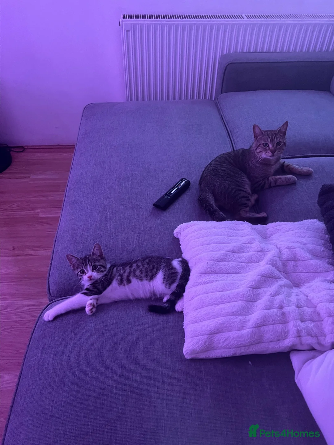 Mixed Breed cats for sale: Beautiful Tabby & White Male Kitten in Aldershot - Advert 1