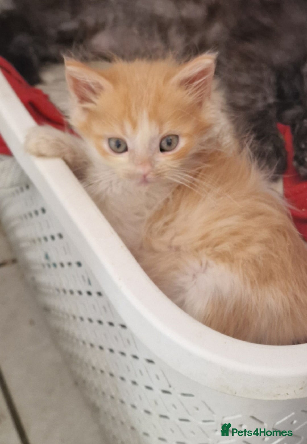 Maine Coon cats for sale: Maine Coon full pedigree kittens  - Image 4
