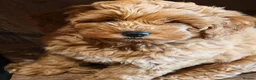 Cockapoo dogs for sale: Miniature Cockapoo F2b - Advert 4