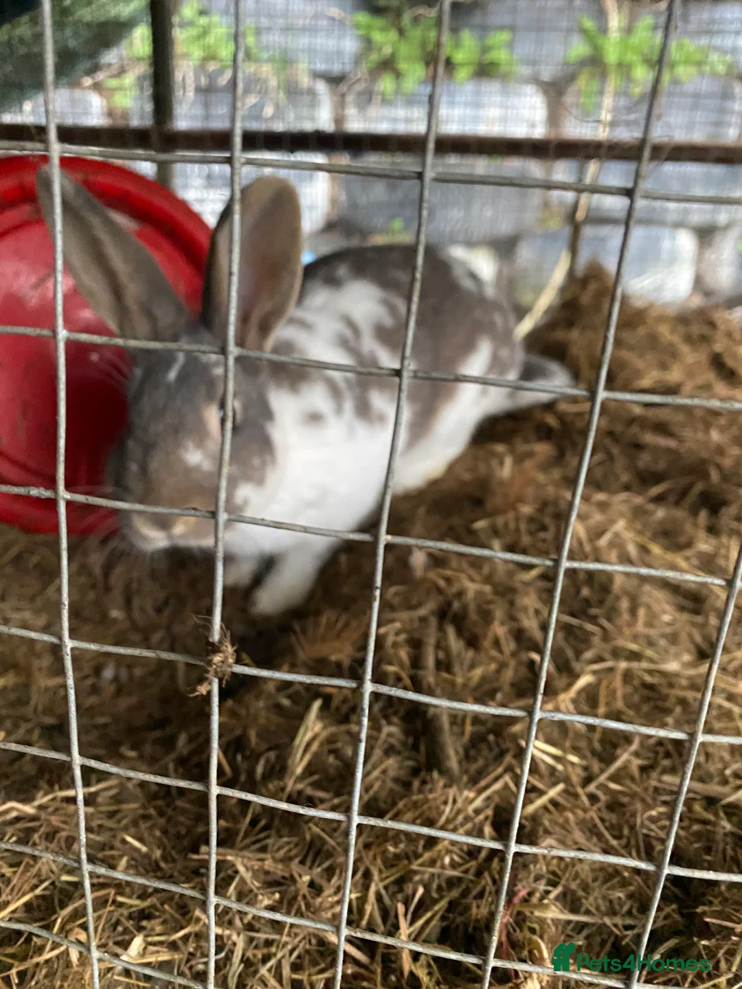 Mixed Breed rabbits for sale: New zealand, rex and mixed doves for sale! - Advert 10