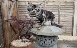 Maine Coon cats for sale: Maine Coon Boy needing rehoming - Image 2