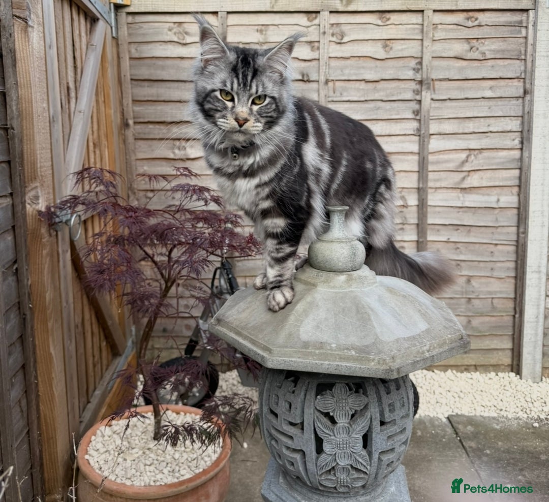 Maine Coon cats for sale: Maine Coon Boy needing rehoming - Image 2