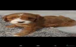 Cavapoo dogs for sale: CAVAPOO F1 puppies  - Image 7