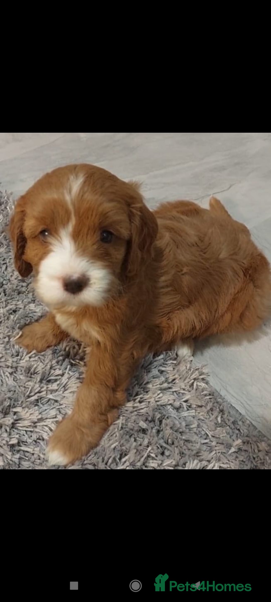 Cavapoo dogs for sale: CAVAPOO F1 puppies  - Image 7