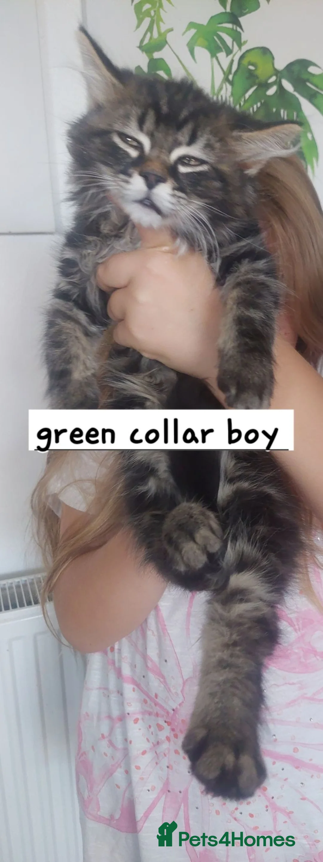 Mixed Breed cats for sale: Beautiful silver tabby kittens  - Advert 12