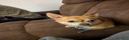 Chihuahua dogs for stud: Beautiful Male Chihuahua for stud - Advert 3
