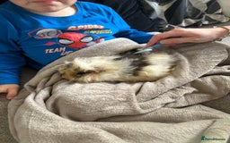 Guinea Pig rodents for sale: Alvin the guinea pig - Image 1