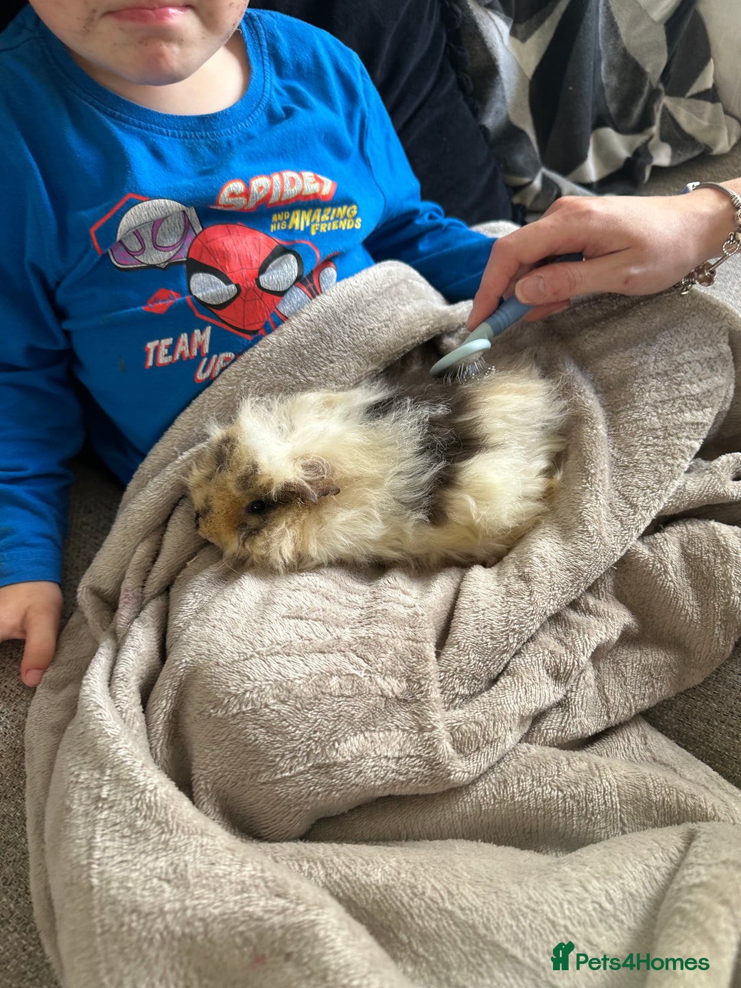 Guinea Pig rodents for sale: Alvin the guinea pig - Image 1