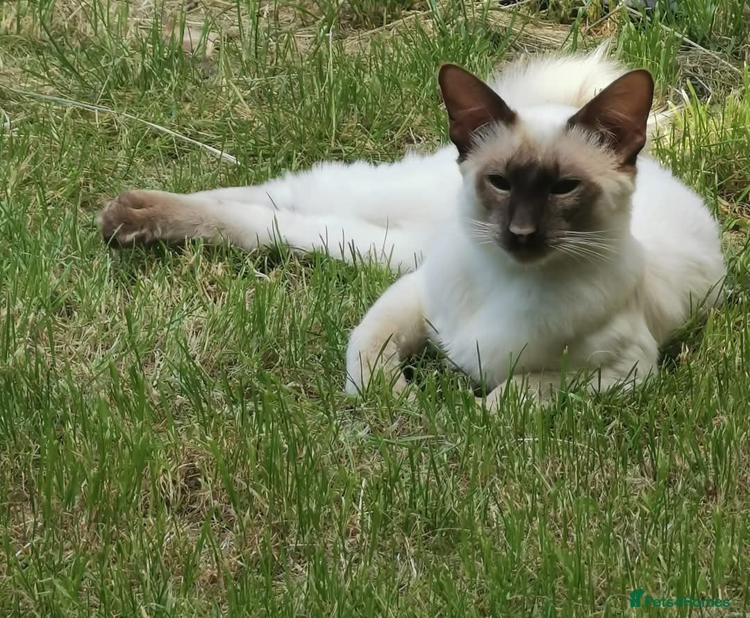 Siamese cats for sale: Stunning GCCF registered choc point Balinese  - Image 4