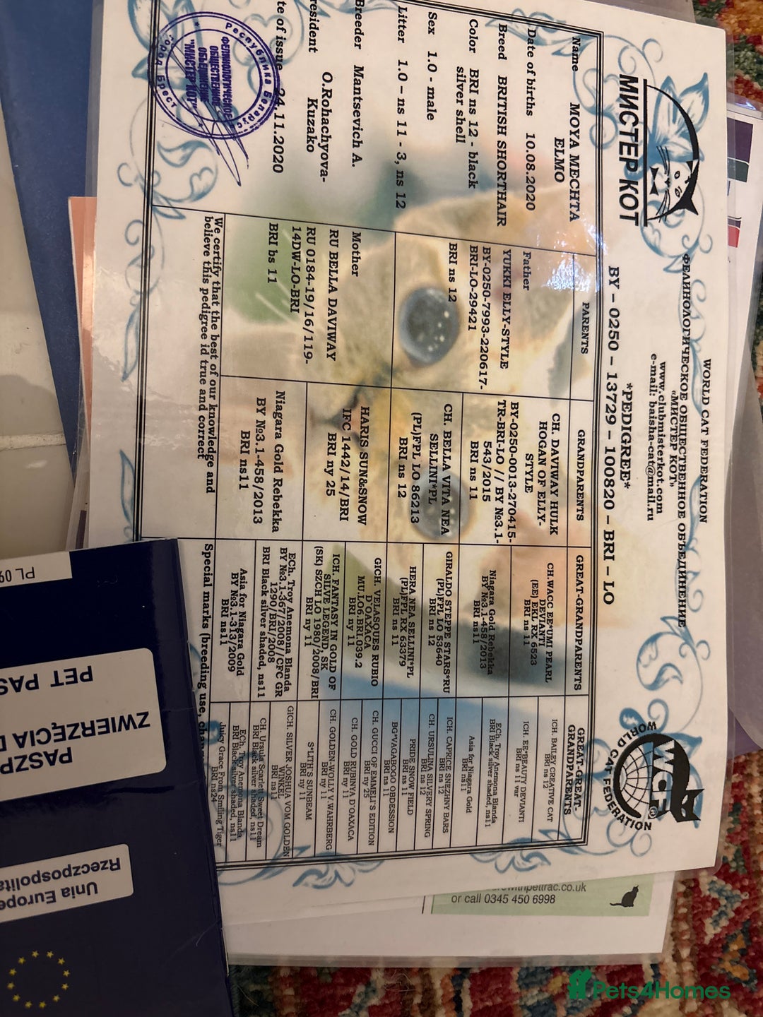 British Shorthair cats for stud: Poland imported tica registered BRI NS 12 Silver - Advert 9