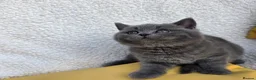 British Shorthair cats for sale: BEAUTIFUL BRITISH SHORTHAIR KITTENS  - Advert 27
