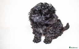 Mixed Breed dogs for sale: Havapoo. Best dogs ever. - Advert 7