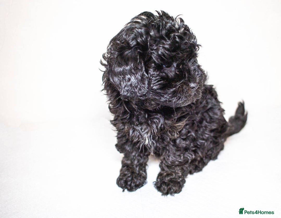 Mixed Breed dogs for sale: Havapoo. Best dogs ever. - Advert 7