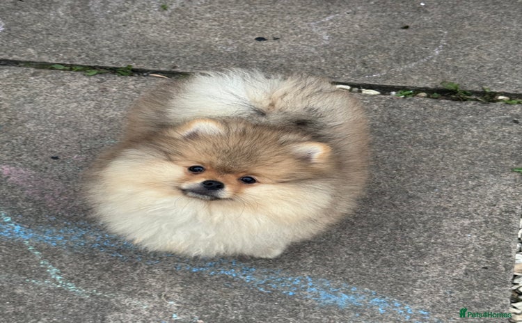 Pomeranian dogs - Advert 3