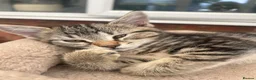 Mixed Breed cats for sale: 🐾 Playful Kittens Looking for Their Forever Homes - Advert 5
