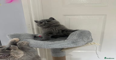British Shorthair cats GCCF British blue boy ready after this weekend  - Advert 8