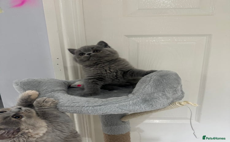 British Shorthair cats GCCF registered British blue boy - Advert 3