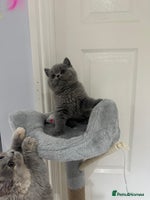 British Shorthair cats GCCF British blue boy ready after this weekend - Advert 6