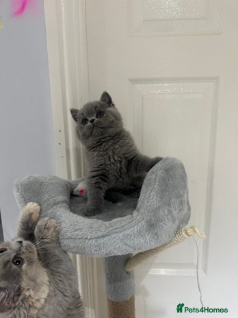 British Shorthair cats GCCF registered British blue boy - Advert 3