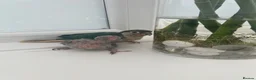 Conures birds for sale: Ready Now: Hand-Reared Baby Conures - Advert 17