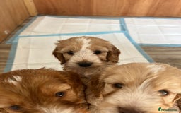 Cockapoo dogs for sale: 7 beautiful cockapoos baby’s  - Image 32