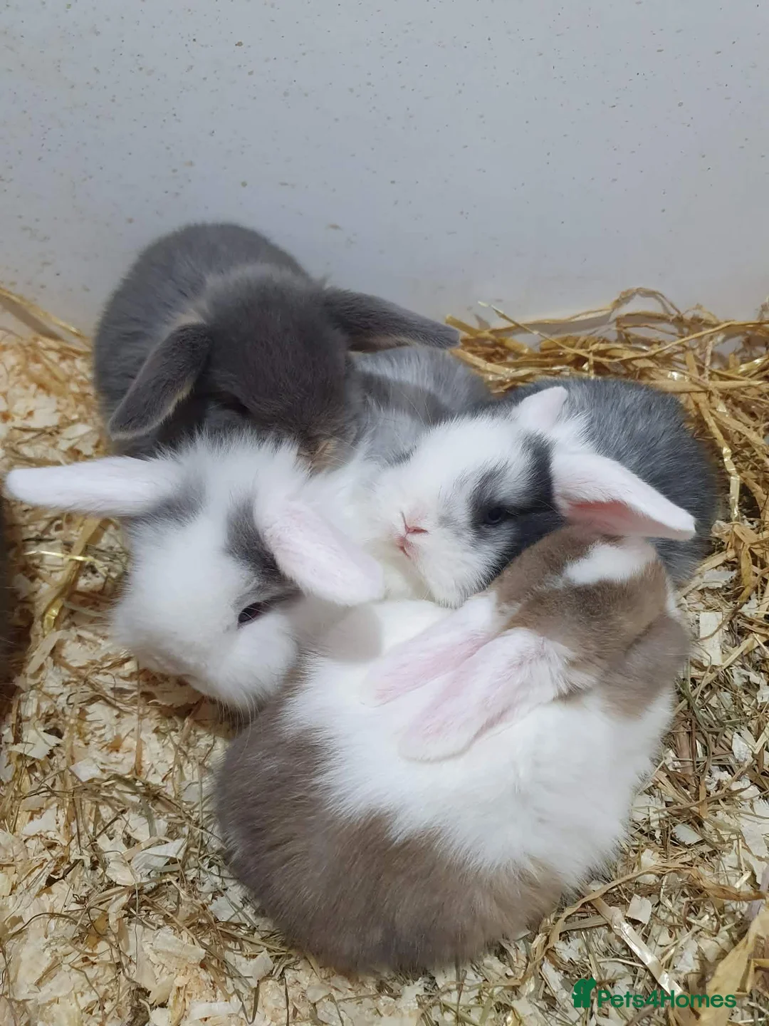 Mixed Breed rabbits for sale: Lion Lop x Vienna Rabbits  - Advert 1