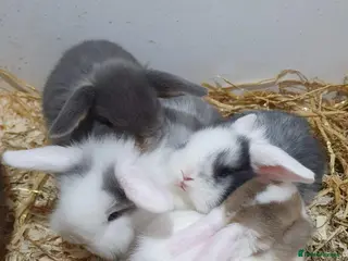 Mixed Breed rabbits Lion Lop x Vienna Rabbits - Advert 3