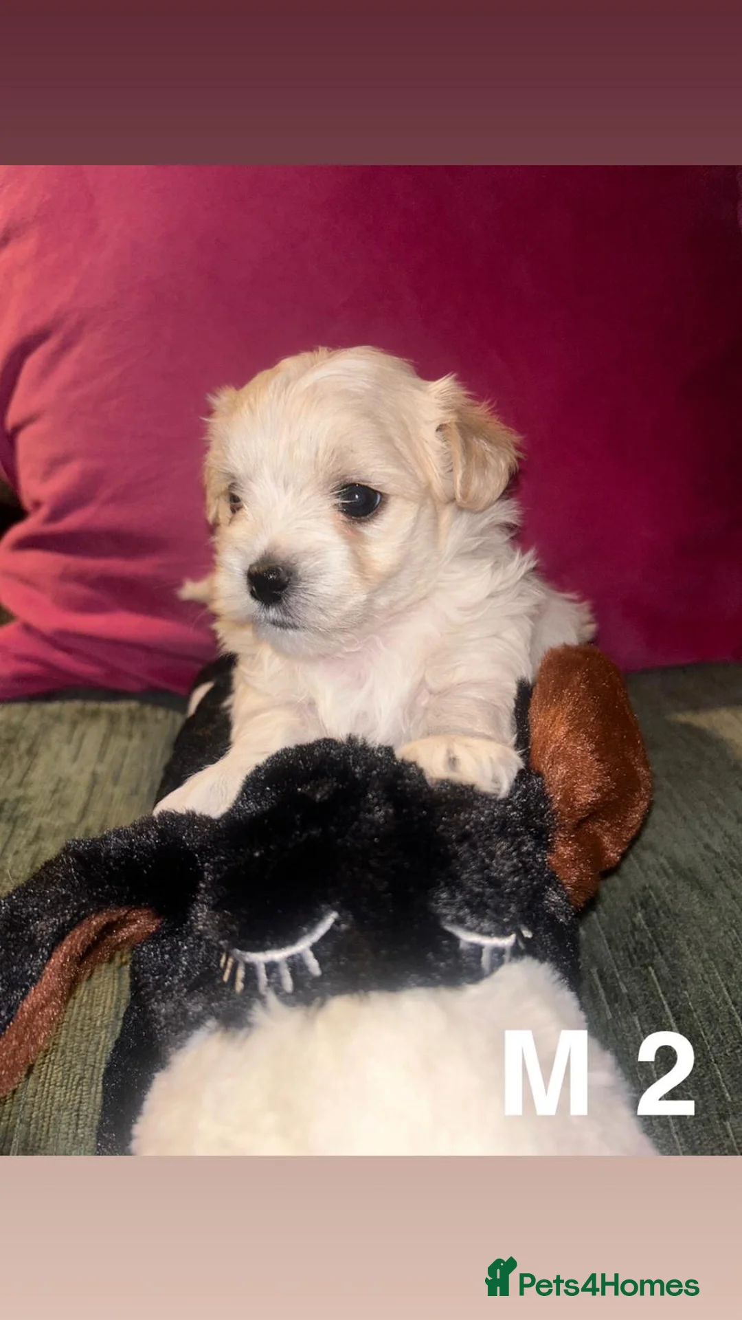 Mixed Breed dogs for sale: Toy malshipoo puppies  - Advert 10